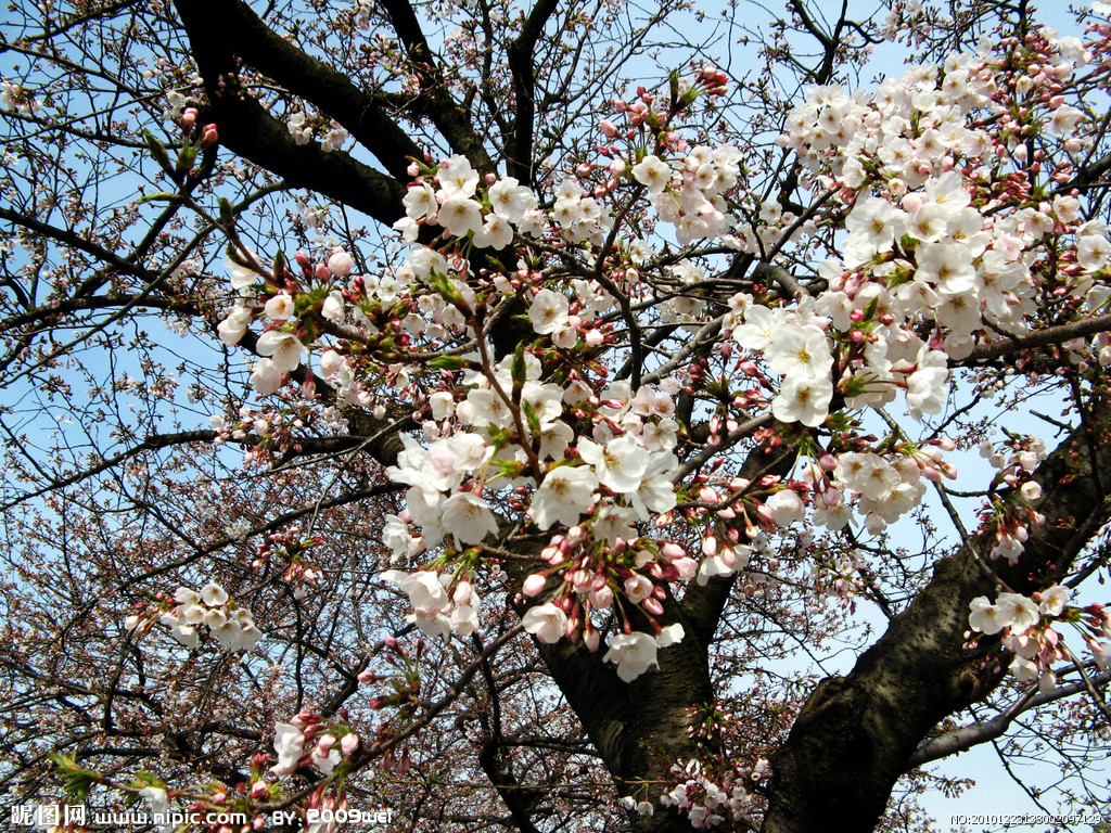 日本本州